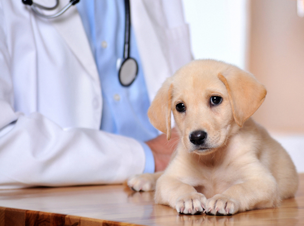 Bay Area, CA Pet Clinic Insurance